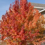 Permalink to The Status Quo fall tree