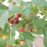 Permalink to The Fruits of Summer raspberries