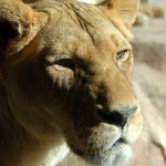 Permalink to Slacker Weekend lioness
