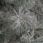 Permalink to Freezing Fog freezing fog