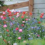 spring flowers