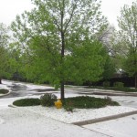 Permalink to Crazy Ass Weather IMG_1144