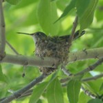 Permalink to Good Intentions humming bird