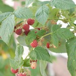 Permalink to Puttin’ Food on the Table raspberries