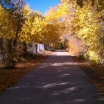 fall run