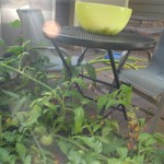 garden3