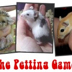 Permalink to The Petting Game pettinggame