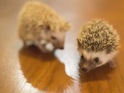 hedgie+snowball