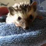 hedgie bath