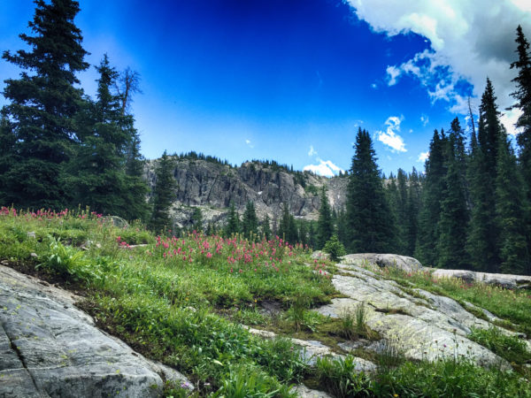 Vista with Flowers